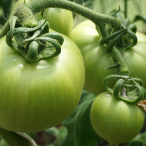 Сладкие, мясистые и сочные: 3 сорта томатов, которые называют «томатным мясом» — мнение агрономов